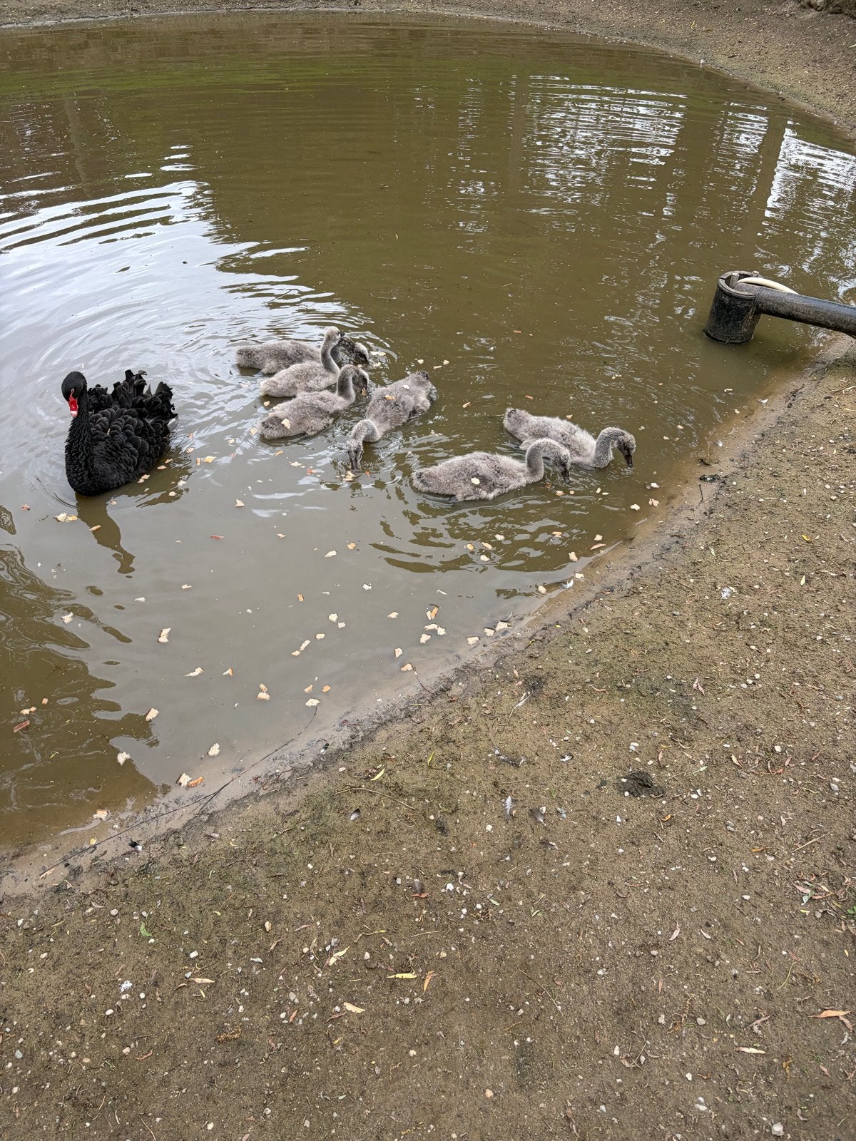 6 jonge zwarte zwanen, Dieren en Toebehoren, Geslacht onbekend, Gans of Zwaan