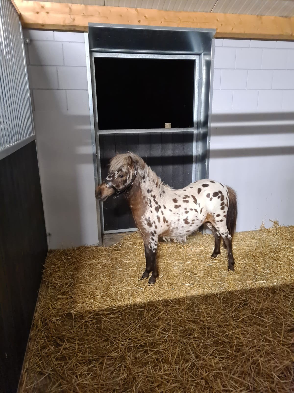 Prachtige mini Appaloosa, Ophalen