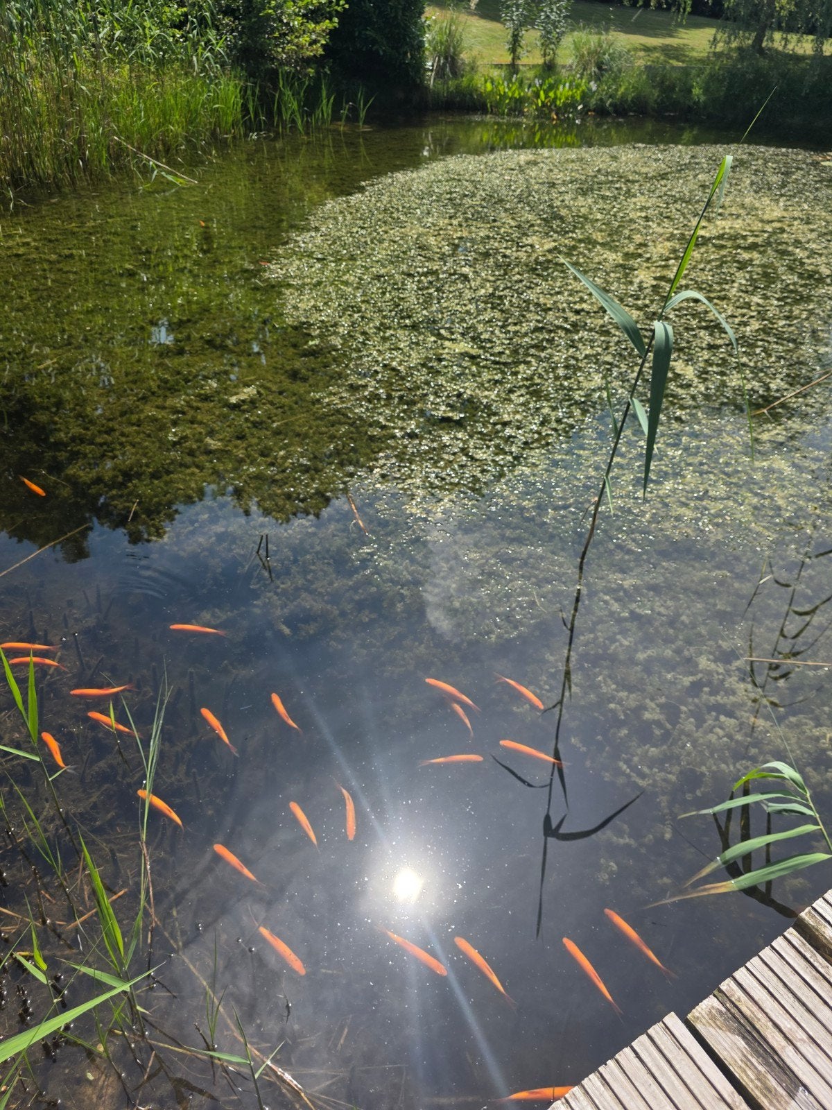 Hoornblad (Ceratophyllum demersum) te koop, Tuin en Terras, Vijvers, Ophalen, Gebruikt