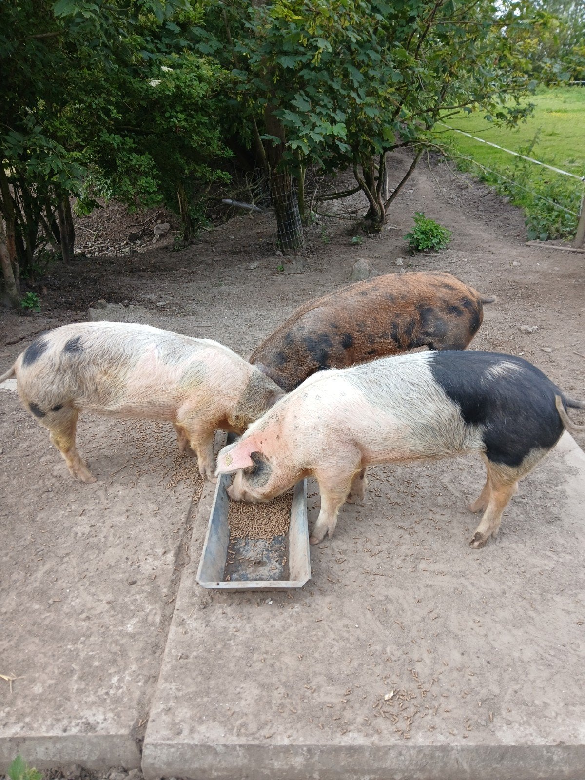 3 biggen / varkens, Meerdere dieren, Varken, 0 tot 2 jaar