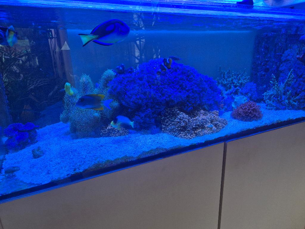 zeeaquarium vissen, Ophalen, Zo goed als nieuw, Gevuld zeewateraquarium