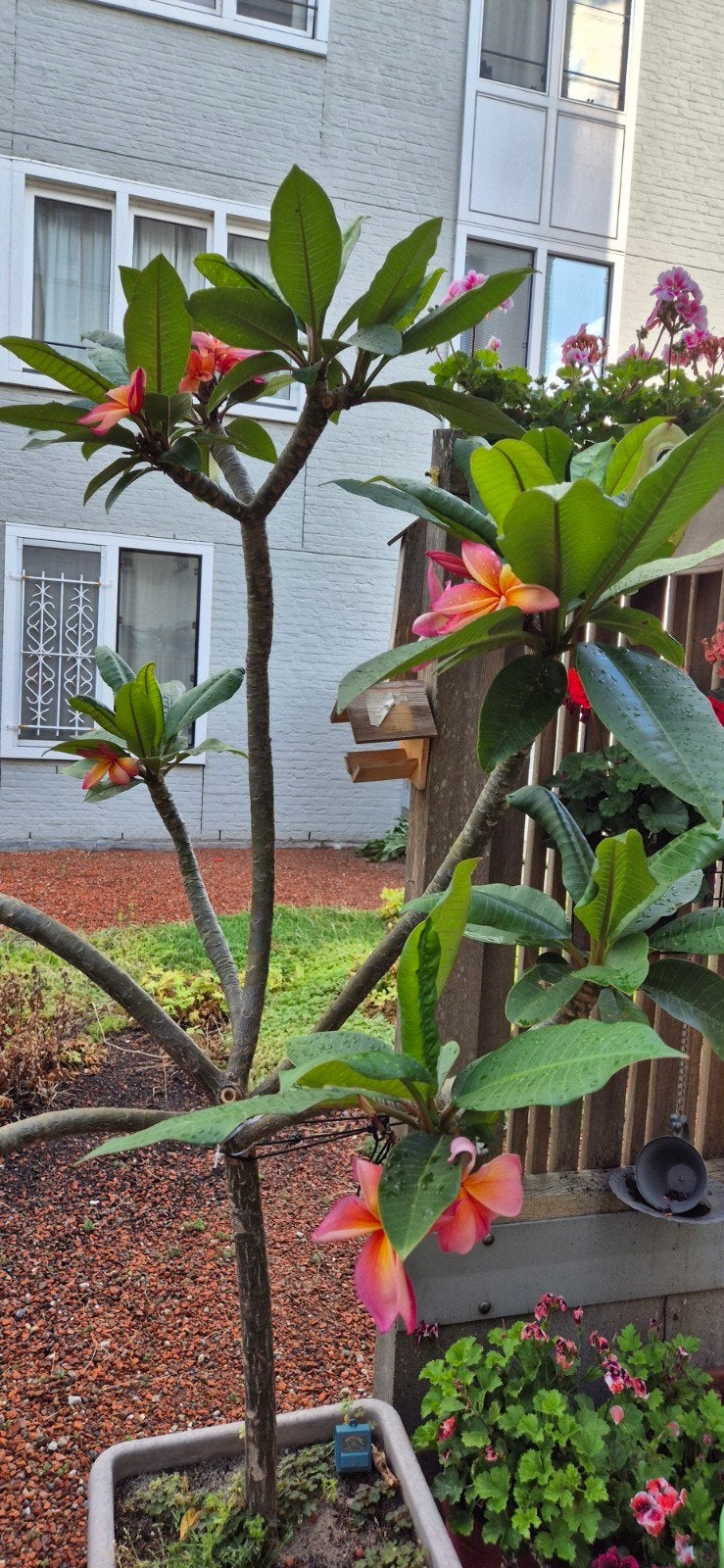 Grote volwassen Plumeria / Frangipani bomen (2–3 meter hoog), Ophalen, Volle zon, Overige soorten