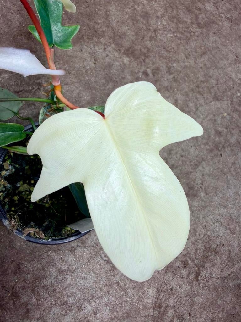 Philodendron Florida Ghost p12 - Zeldzame Kamerplant, Huis en Inrichting, Kamerplanten, Ophalen of Verzenden