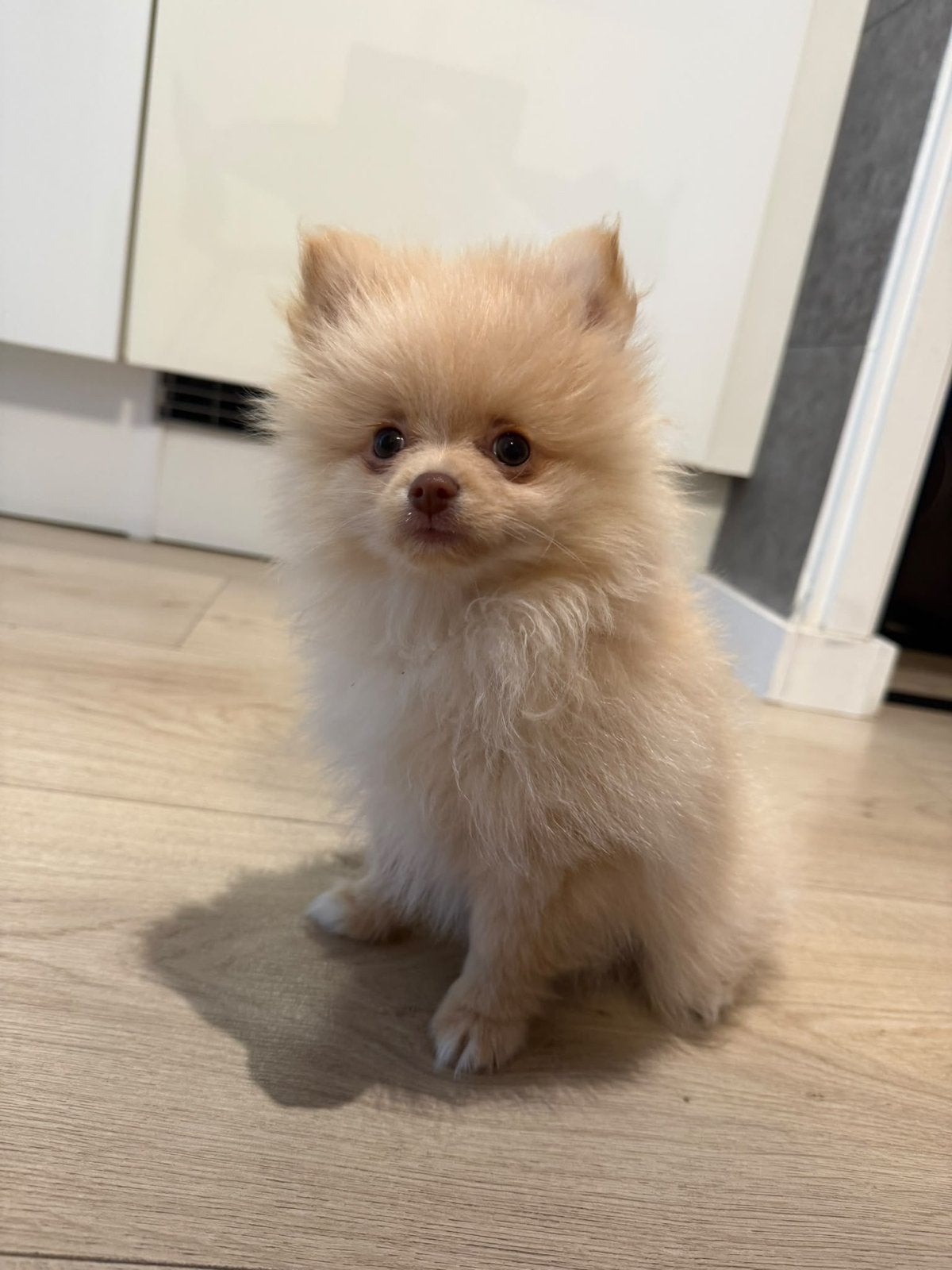 Pomeriaan pup reu, Eén hond, Nederland, Particulier, Reu