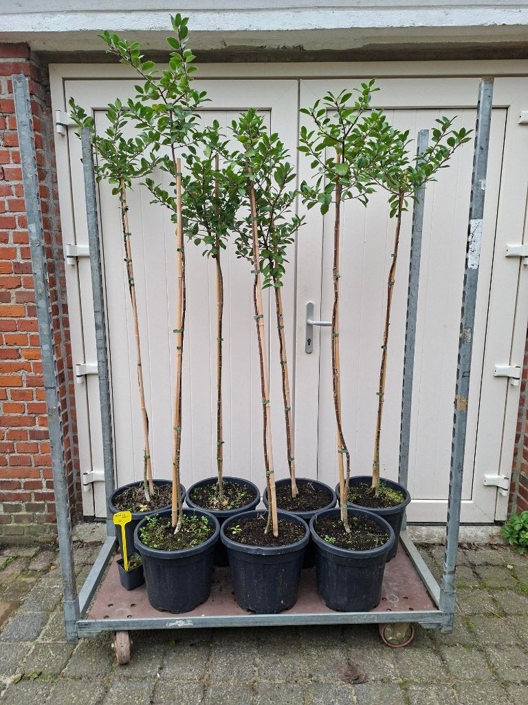 Mooie Ilex aquifolium (Hulst) op stam!, Ophalen, Bloeit niet, Halfschaduw, Olijfboom