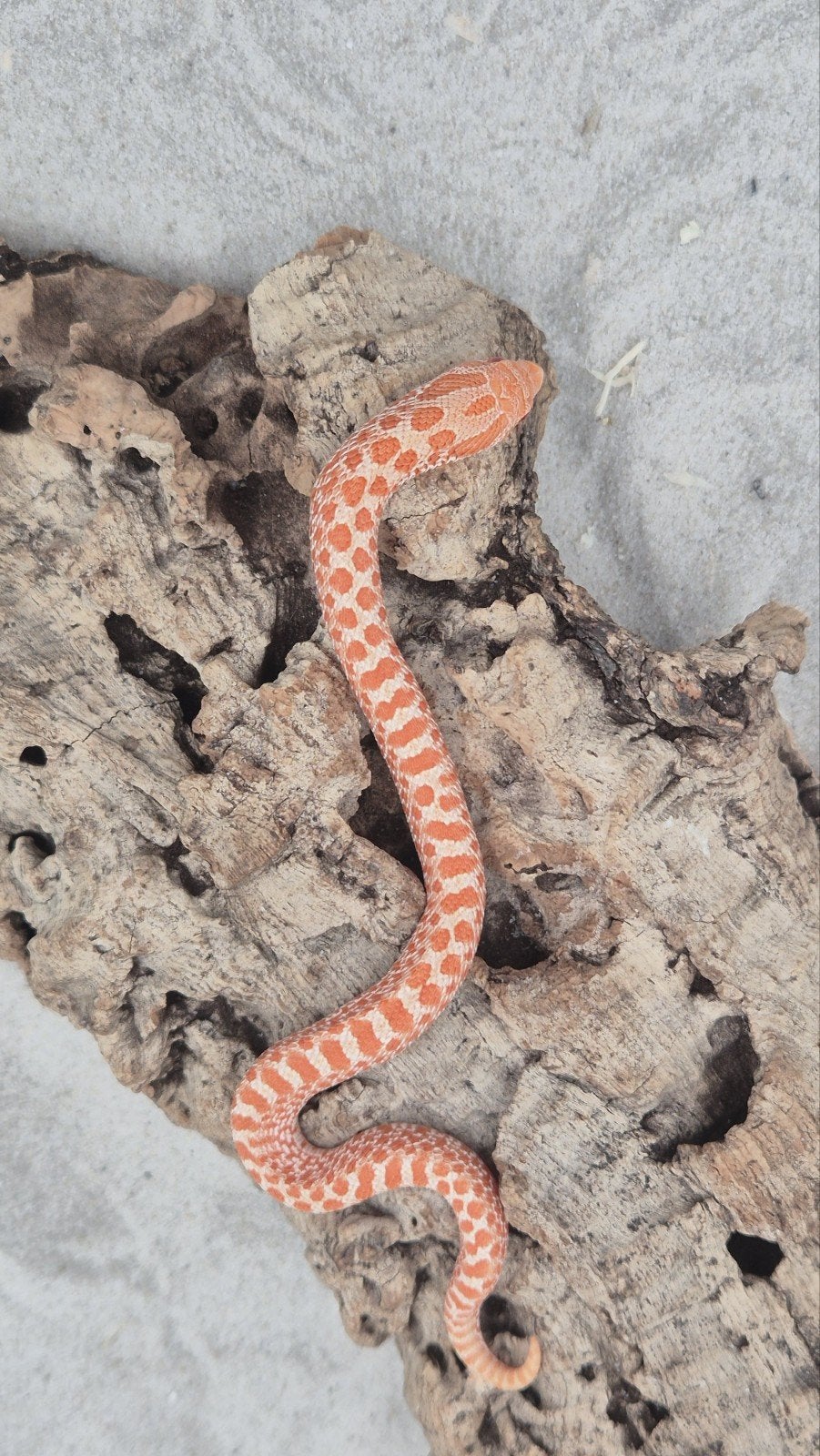 Ex red albino Haakneusslang Hognose Snake photo 4