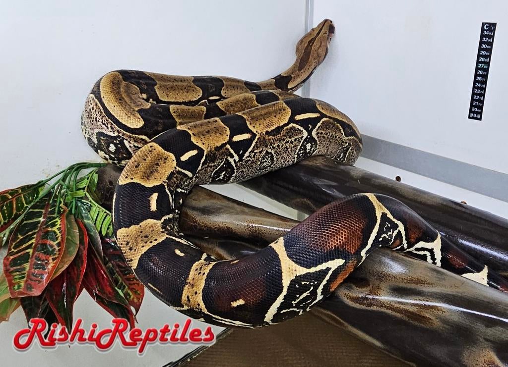0.1 volwassen BCC surinaamse roodstaart, Boa constrictor, Dieren en Toebehoren, Reptielen en Amfibieën, Slang