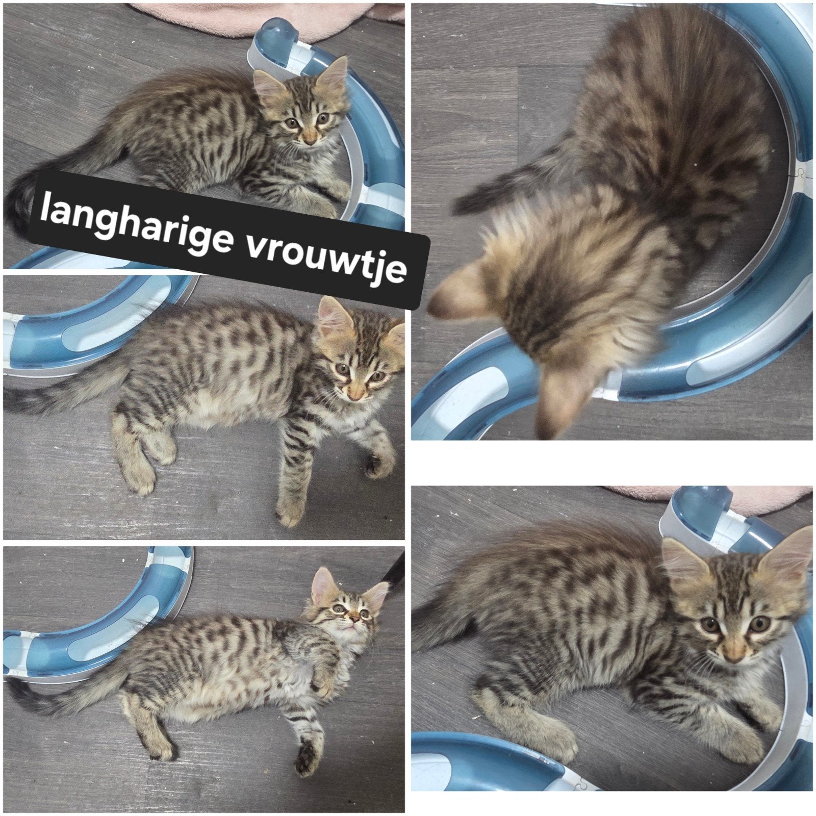 super mooie kittens kruising bengaal / savannah x maincoon
z, Meerdere dieren, Ontwormd