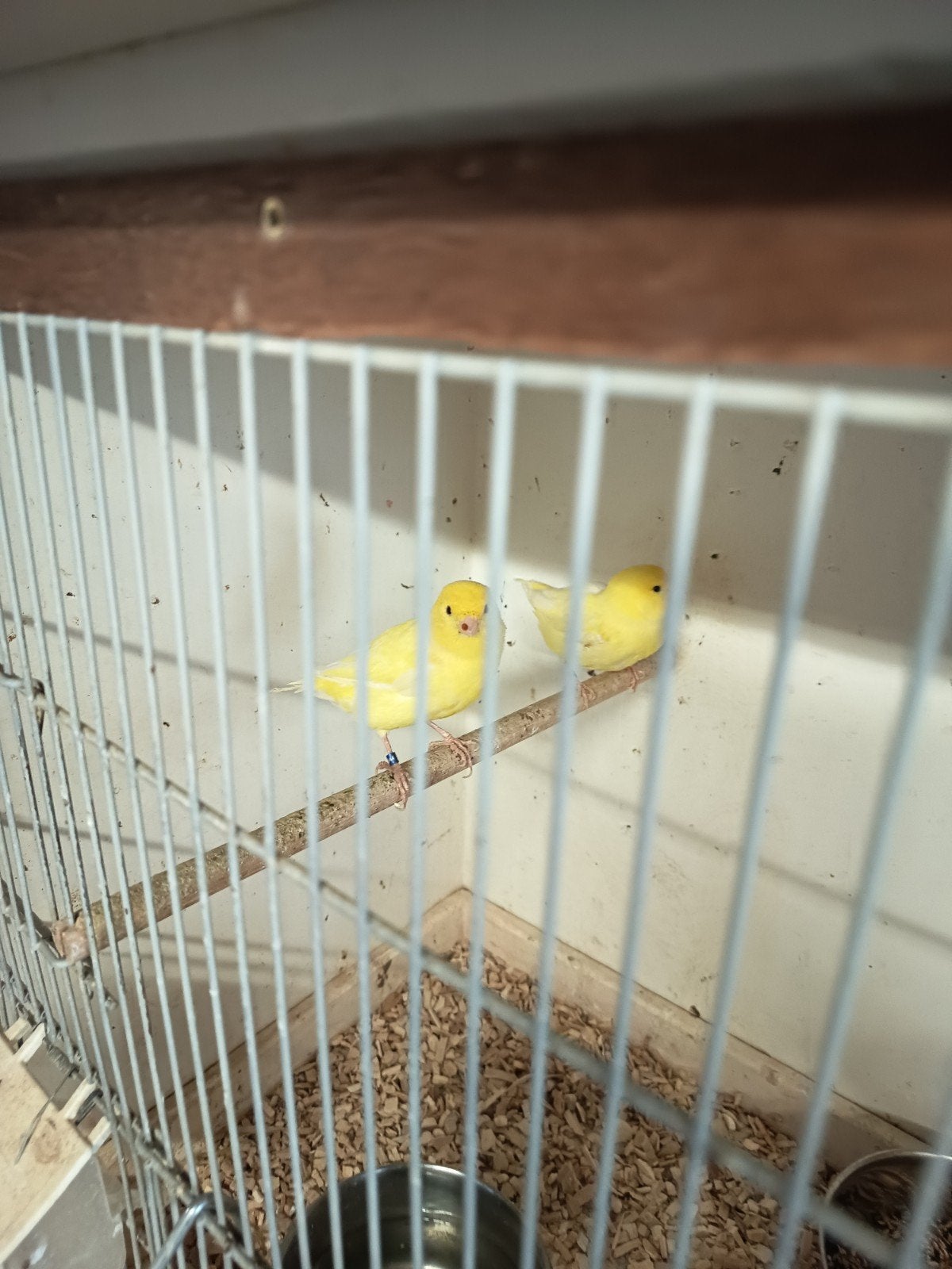 Koppel gele kanaries prijs € 25.00, Meerdere dieren, Kleurkanarie