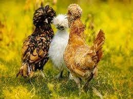 KNUFFELKIPPEN............., Dieren en Toebehoren, Pluimvee, Kip, Vrouwelijk
