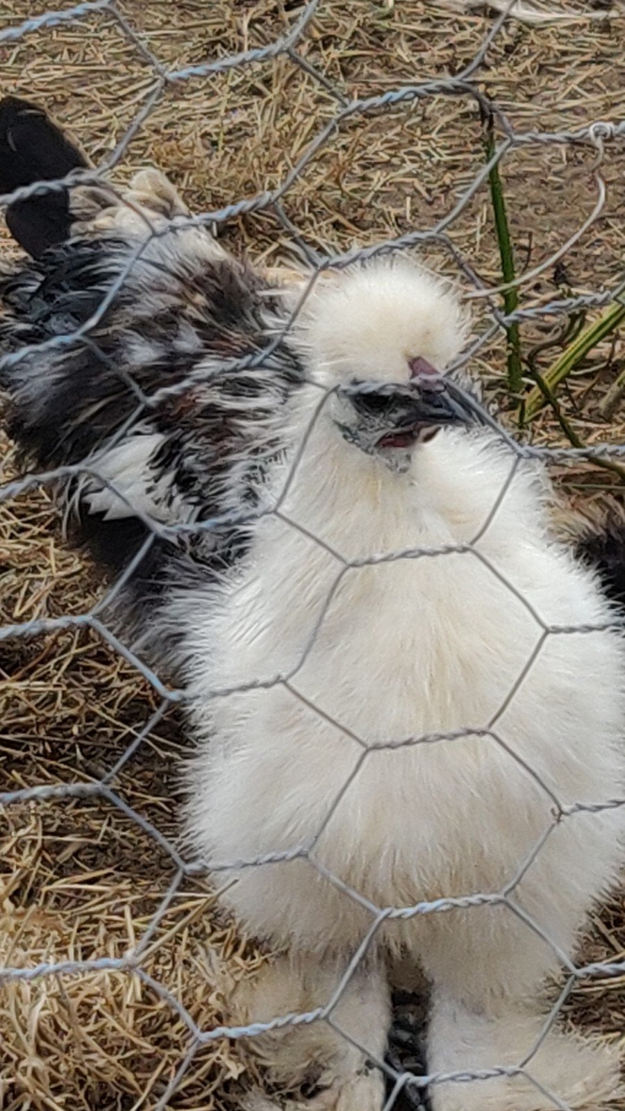 Zijdehoen hanen. En koppel sabelpoot., Dieren en Toebehoren, Meerdere dieren, Kip