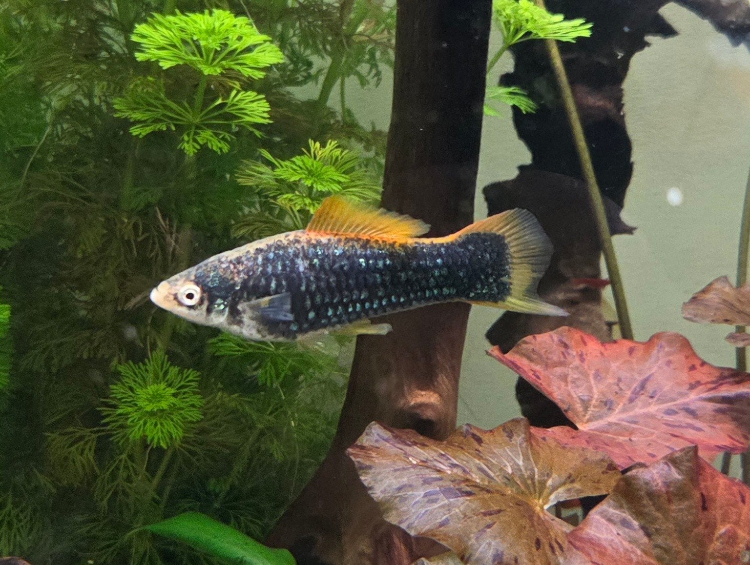 Zwaarddrager koppel aquarium vissen man + vrouw, Vis