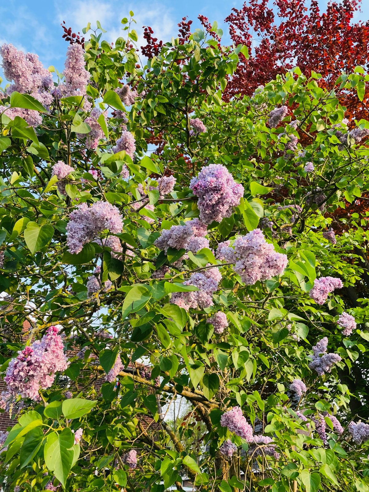 Sering (Syringa) boompjes/struiken met lila bloemen, Volle zon, Vaste plant, Lente, Ophalen
