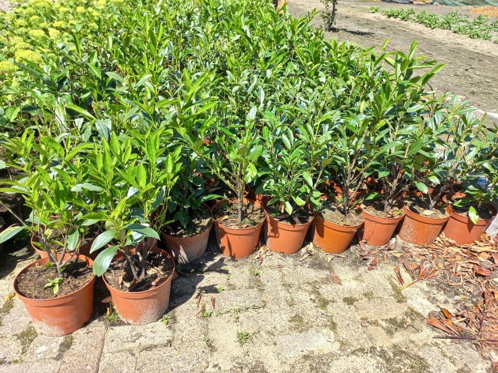 Laurier caucasica, Tuin en Terras, Planten | Struiken en Hagen, Ophalen, Laurier, Haag, Minder dan 100 cm
