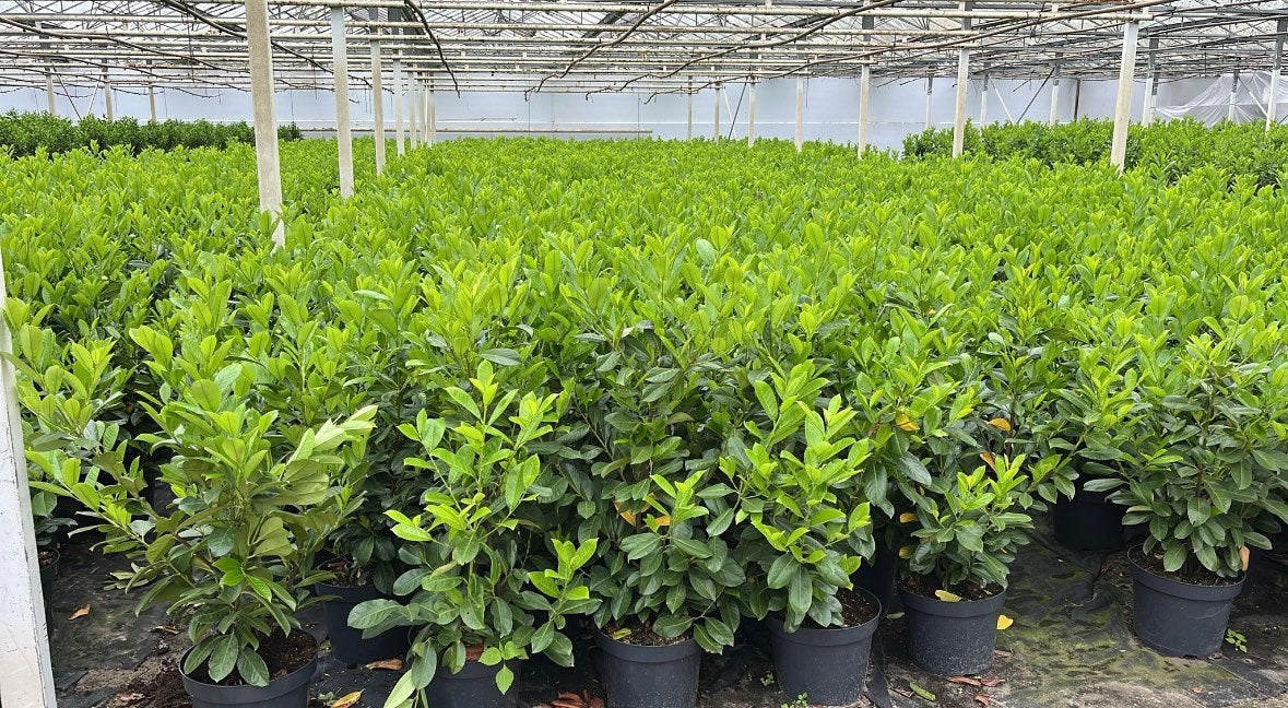 Breed assortiment haagplanten in potgekweekt, Ophalen of Verzenden, Laurier