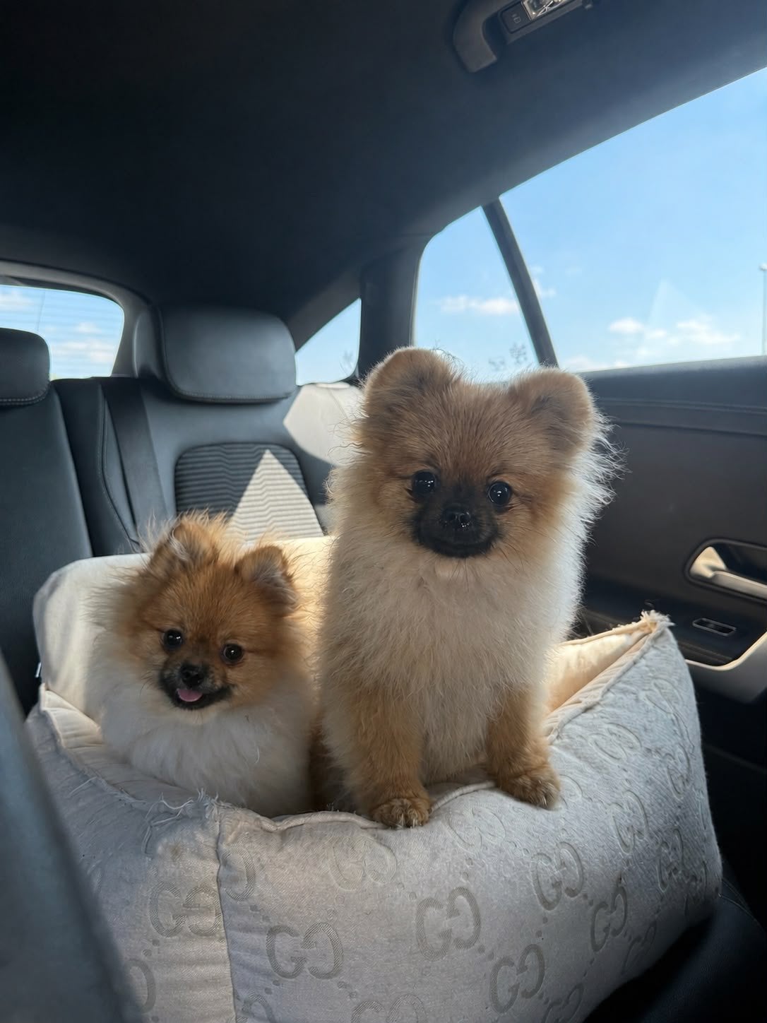 Pomeranian | Pomeriaan | Reu | Stamboom, Particulier, Keeshond, Reu, 8 tot 15 weken