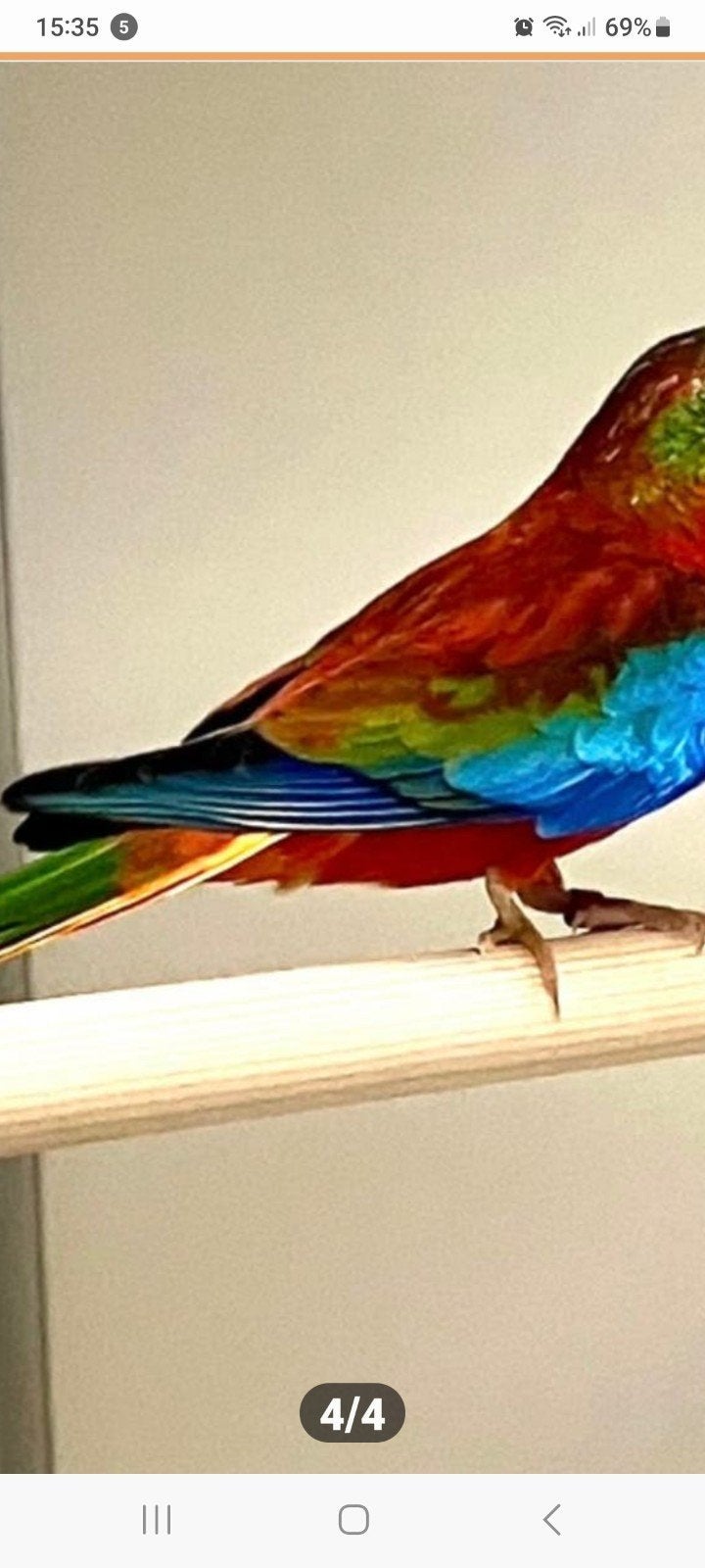 Gevraagd turquoisine gele roodbuik   df  opaline roodbuik, Dieren en Toebehoren, Vogels | Parkieten en Papegaaien, Meerdere dieren