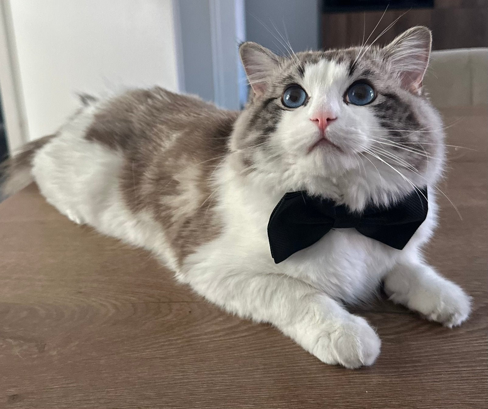!Dekkater! Ragdoll Blue lynx bicolor (tabby) met blauwe ogen, Kater, Gechipt