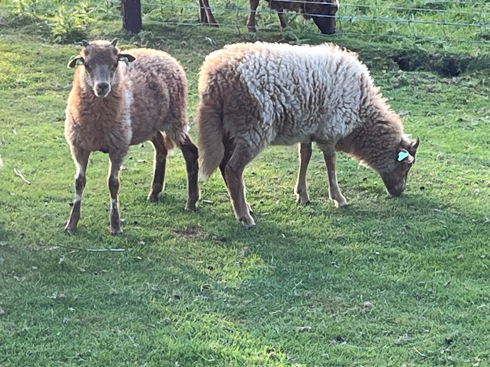 Drents heideschaap lammetjes, Dieren en Toebehoren, Meerdere dieren, Schaap, 0 tot 2 jaar