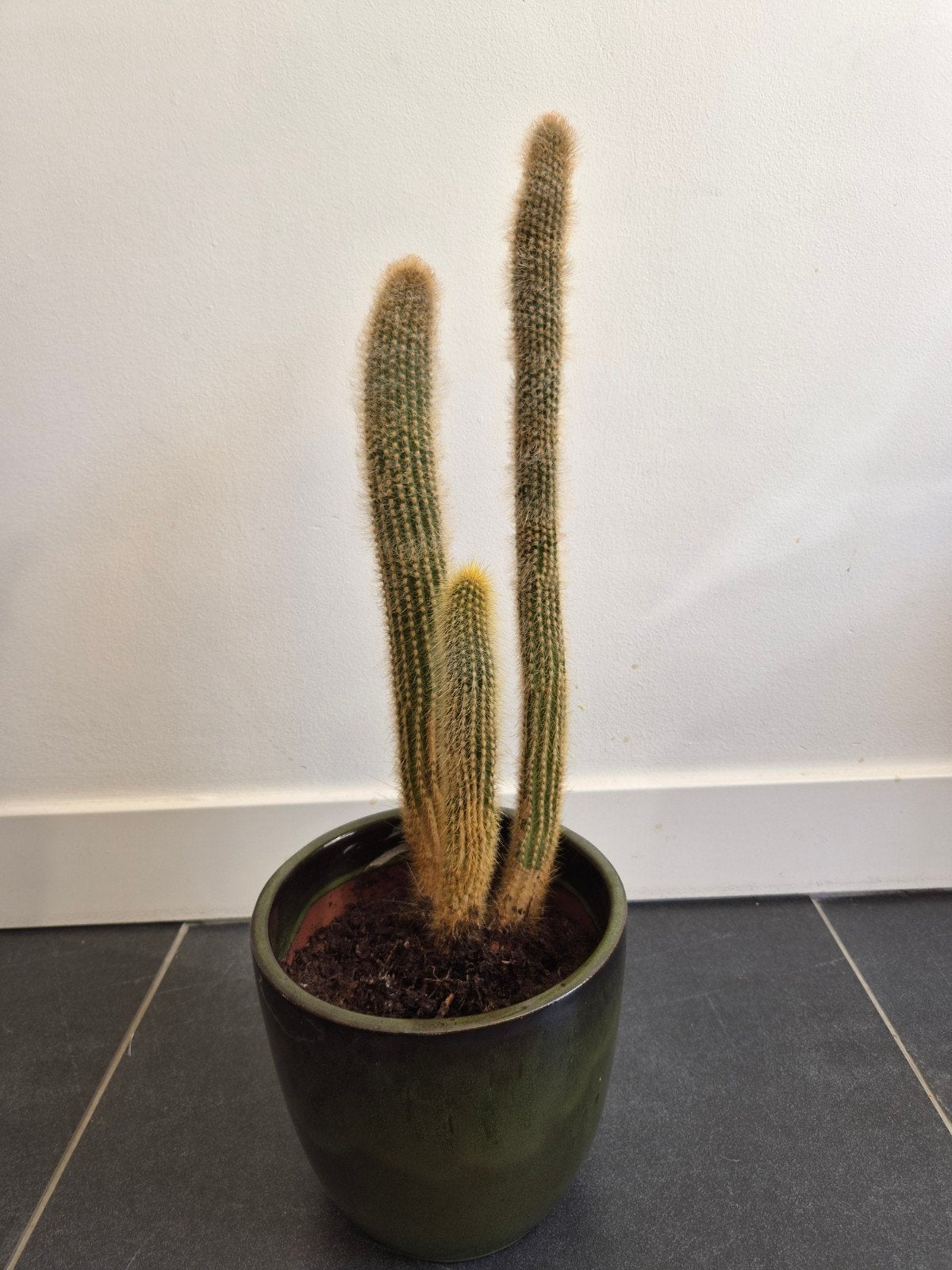 Grote cactus in pot - Ideaal voor zonnige plekken, Ophalen, Minder dan 100 cm, In pot, Cactus
