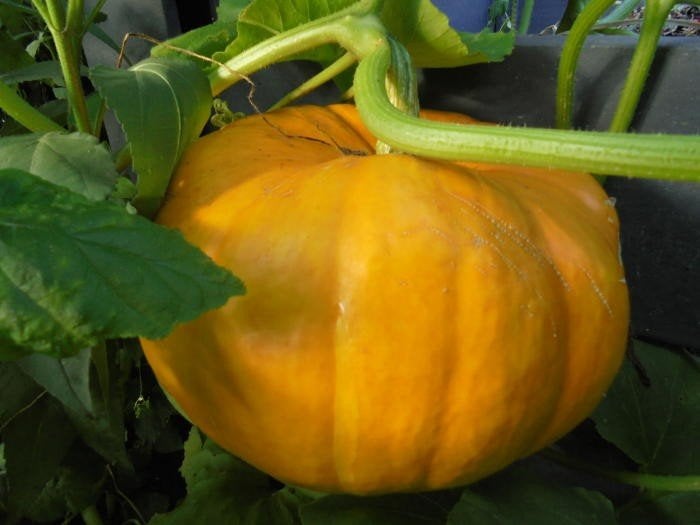 Pompoen - Reuzenpompoen Cucurbita Maxima zaden, Tuin en Terras, Ophalen of Verzenden, Gehele jaar, Volle zon, Zaad