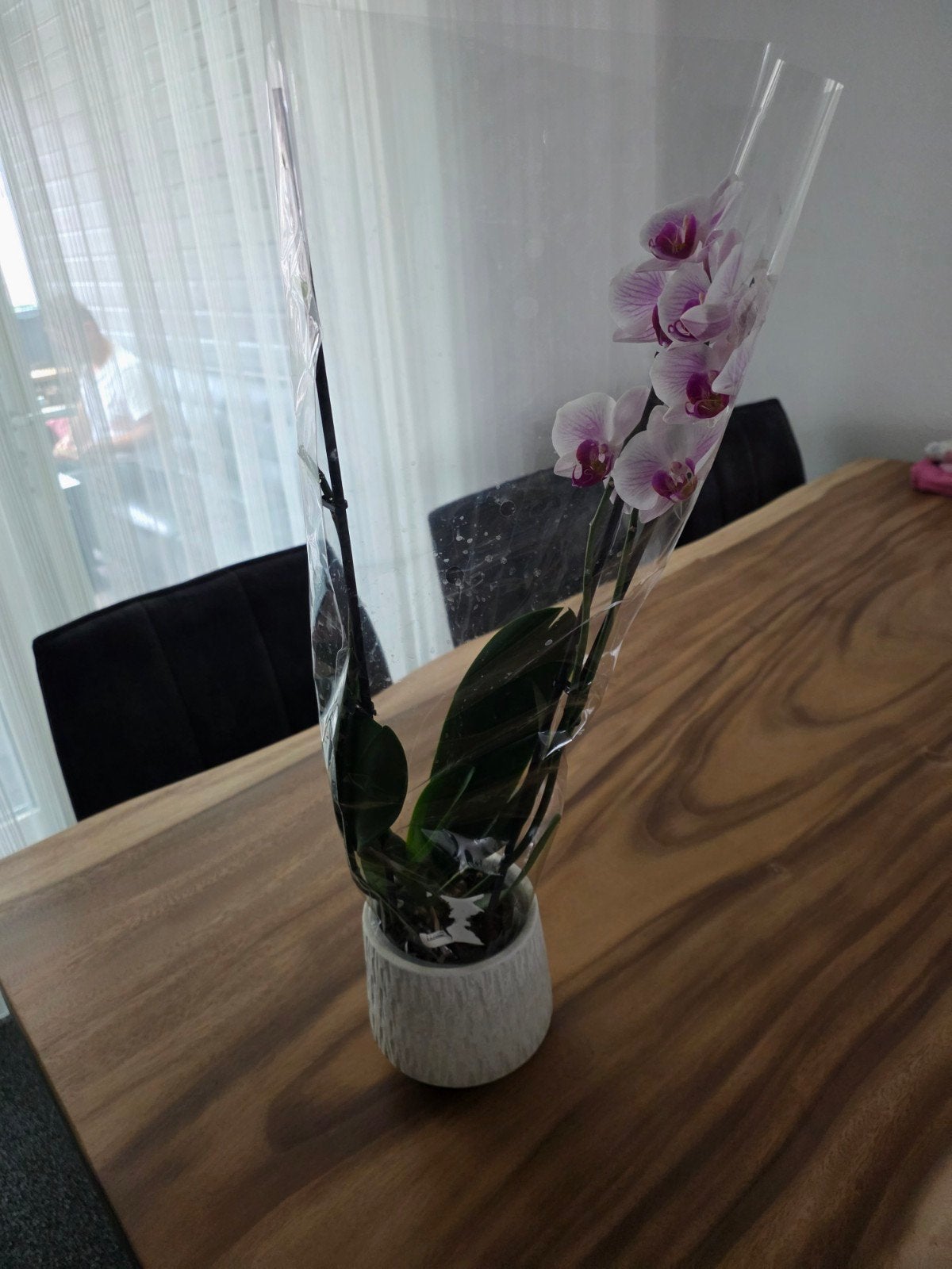 Mooie orkidee - Nieuw in verpakking, Tuin en Terras, Planten | Tuinplanten, Vaste plant, Halfschaduw, Zomer, Ophalen