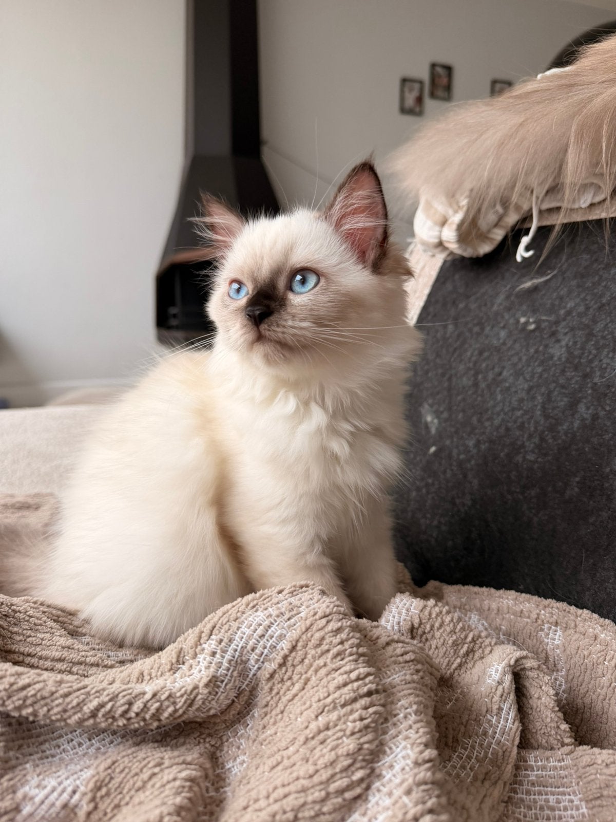 ragdoll kittens 2 poesjes, Dieren en Toebehoren, Katten en Kittens | Raskatten | Langhaar, Meerdere dieren, Ontwormd, 0 tot 2 jaar