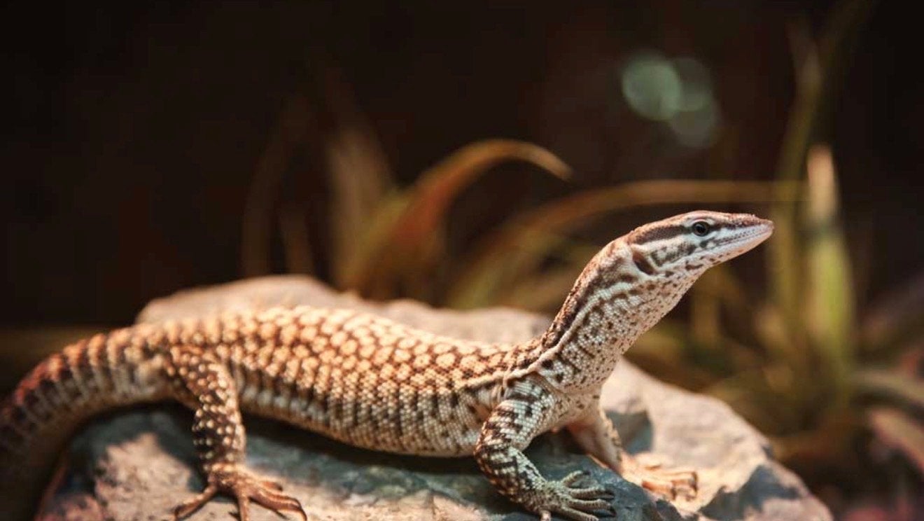 Ackie monitor varaan gezocht, Dieren en Toebehoren, 0 tot 2 jaar