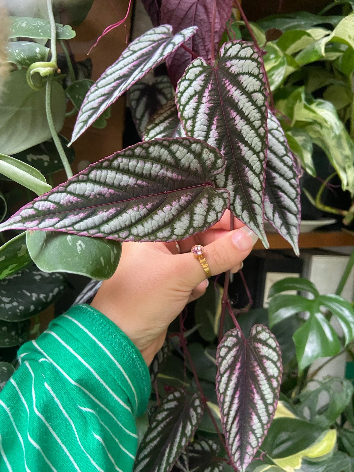 Cissus discolor stekken - Prachtige hangplant, Ophalen of Verzenden, Halfschaduw, Minder dan 100 cm