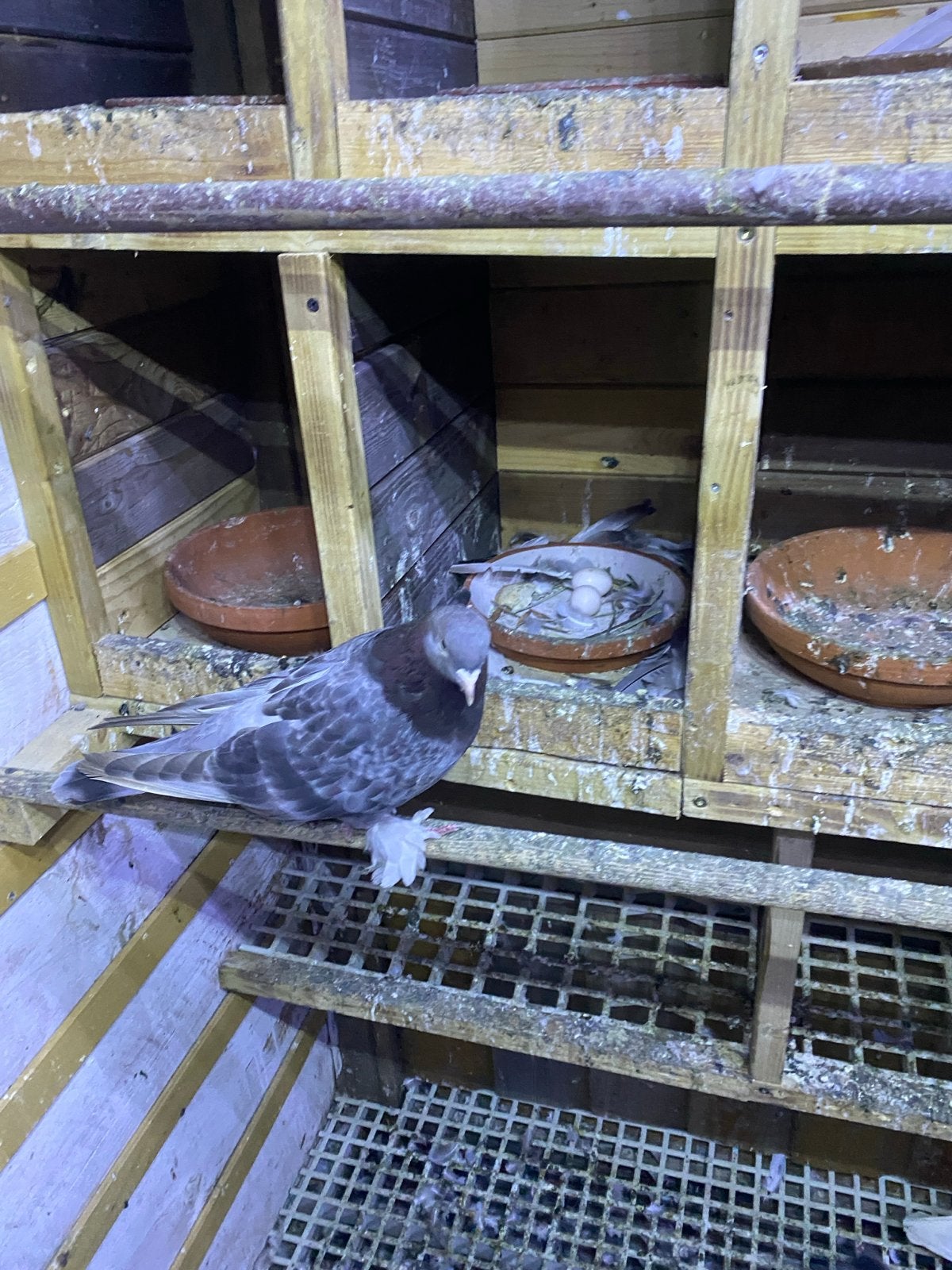 Takla duiven, Dieren en Toebehoren, Vogels | Duiven, Meerdere dieren, Overige soorten