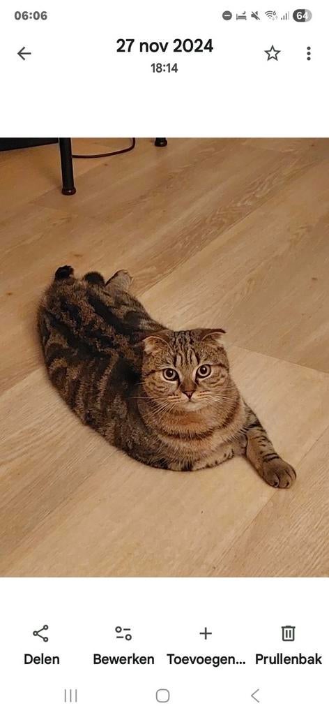 Katten, Dieren en Toebehoren, Kater
