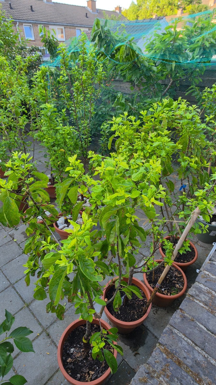 Pruimenboom Nancy & Opal - Terrasbomen in pot, Lente, 100 tot 250 cm, Volle zon, In pot