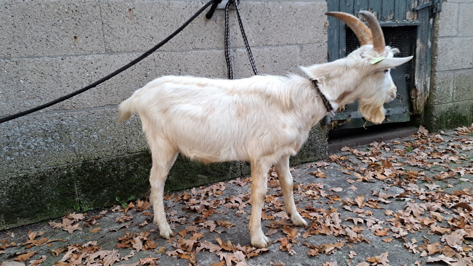 Bijna helemaal witte melk bok te huur, Mannelijk, Geit, 0 tot 2 jaar