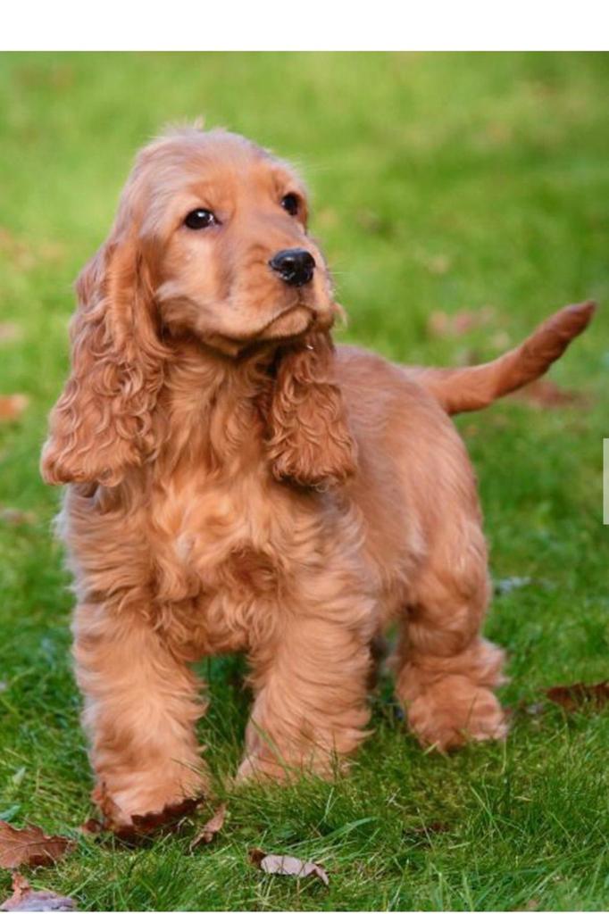 Gezocht  cocker spaniel of cockapoo, Dieren en Toebehoren, Parvo, Overige rassen, 8 tot 15 weken, Teef