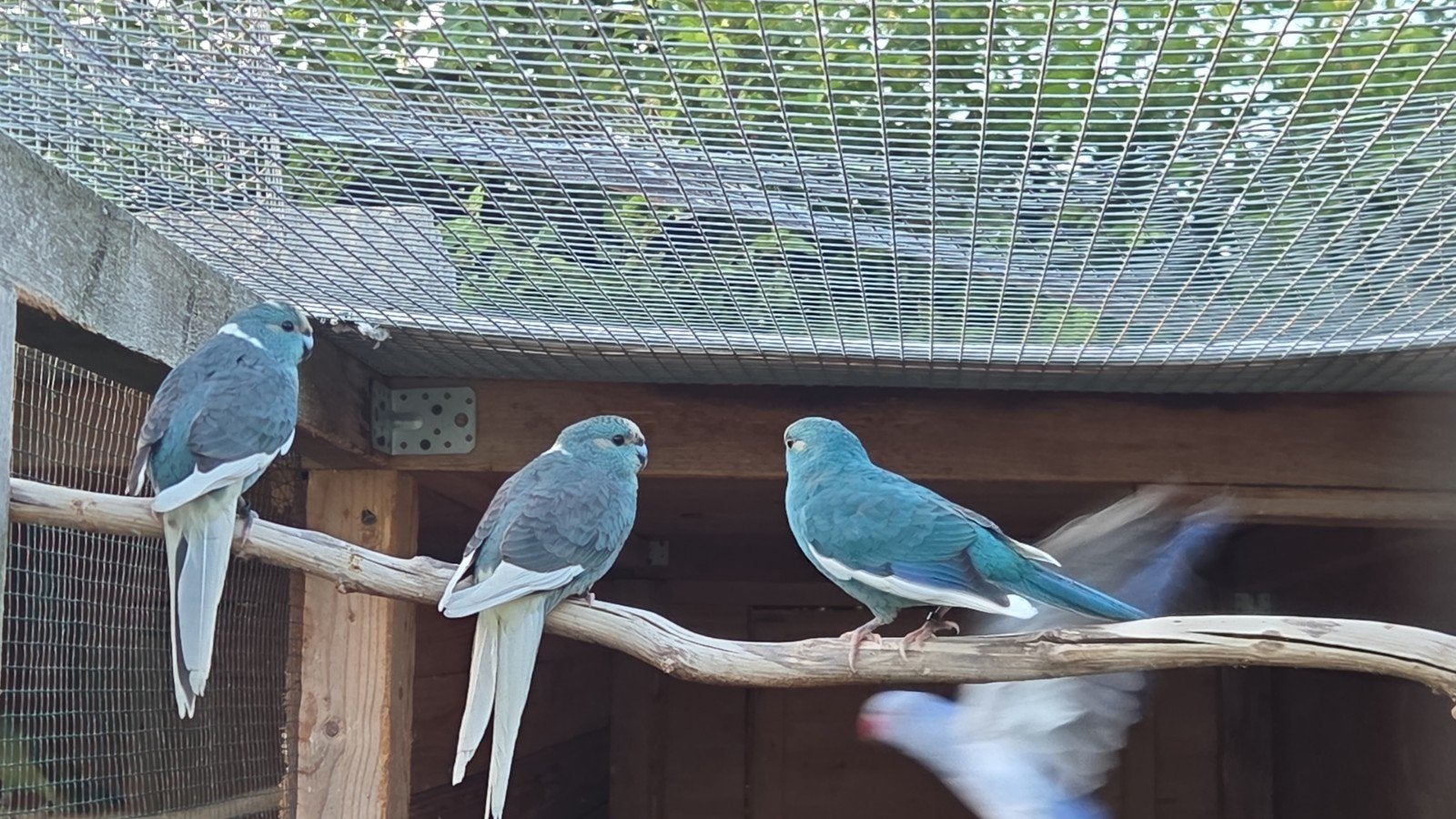 Jonge Kakariki, Dieren en Toebehoren, Meerdere dieren, Parkiet