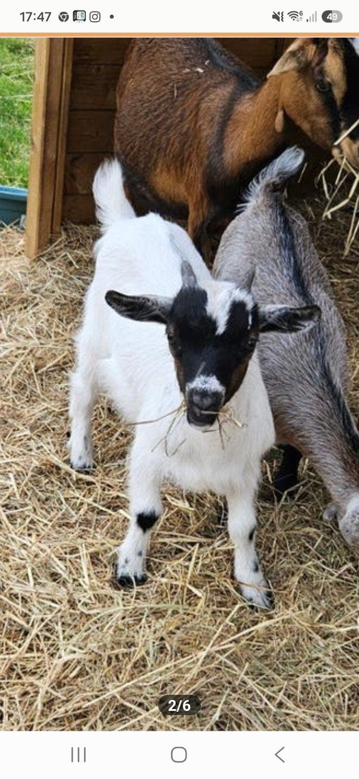 Lief dwerggeit bokje, Dieren en Toebehoren, Mannelijk, Geit