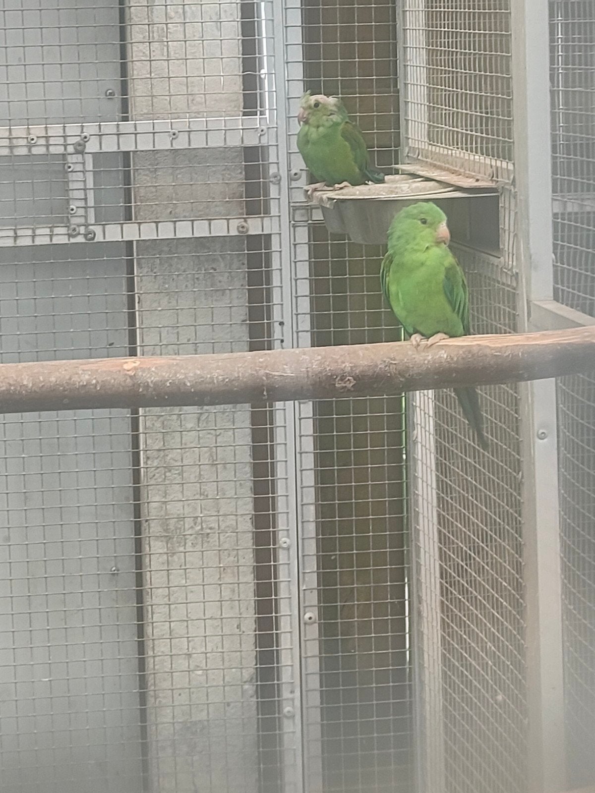 te koop koppeltje Tirica parkieten., Meerdere dieren, Parkiet