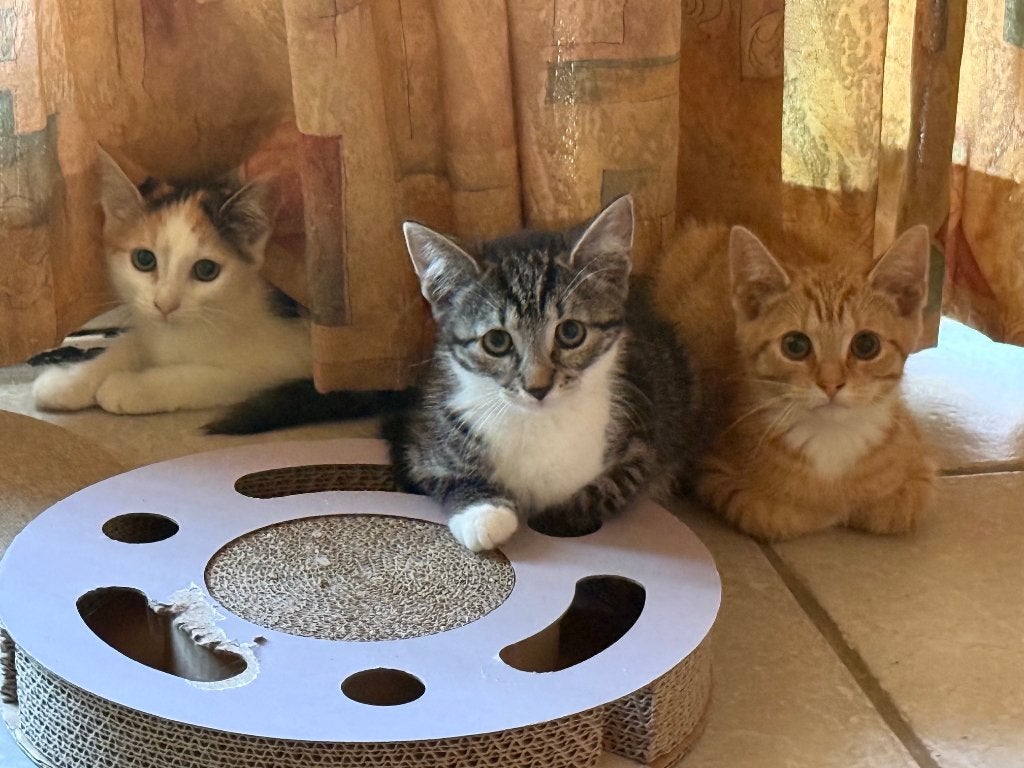 Lieve gezonde mooie kittens te koop - kunnen per direct weg, Meerdere dieren, Kortharig, 0 tot 2 jaar