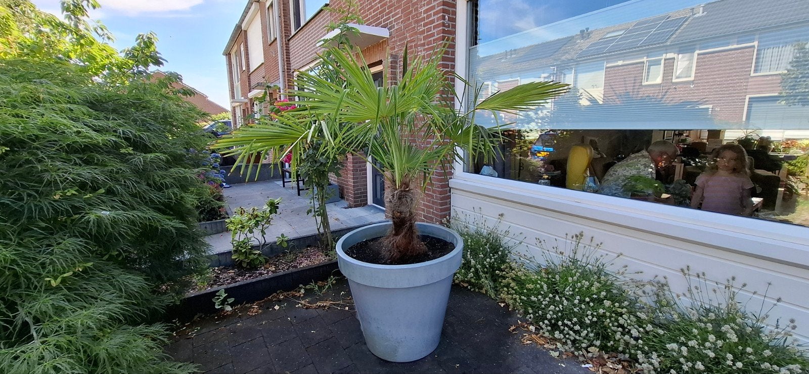 Grote dubbele palm - 1.70m hoog, Ophalen