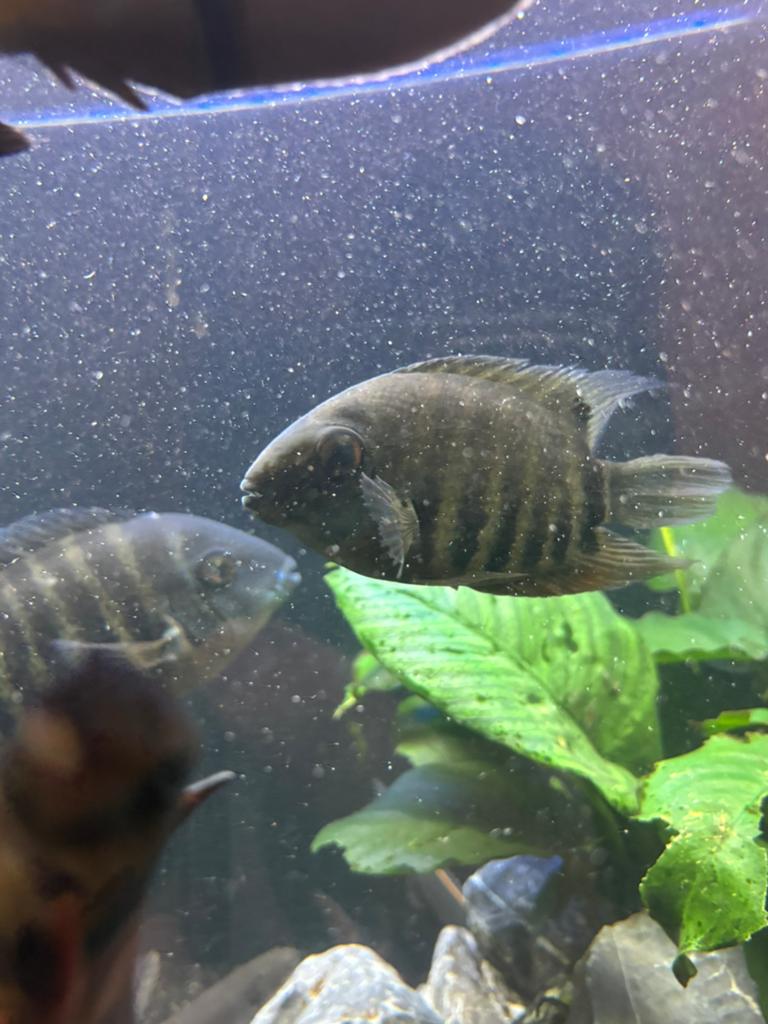 Heros severum blue, Vis