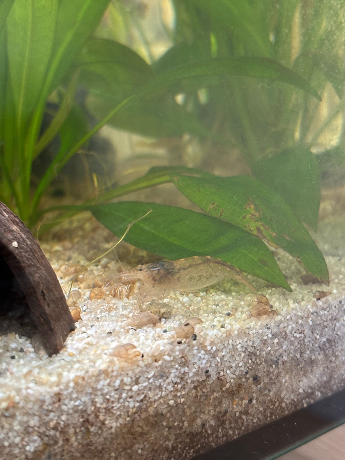 Foto 5 van Aquarium 60L all inclusive