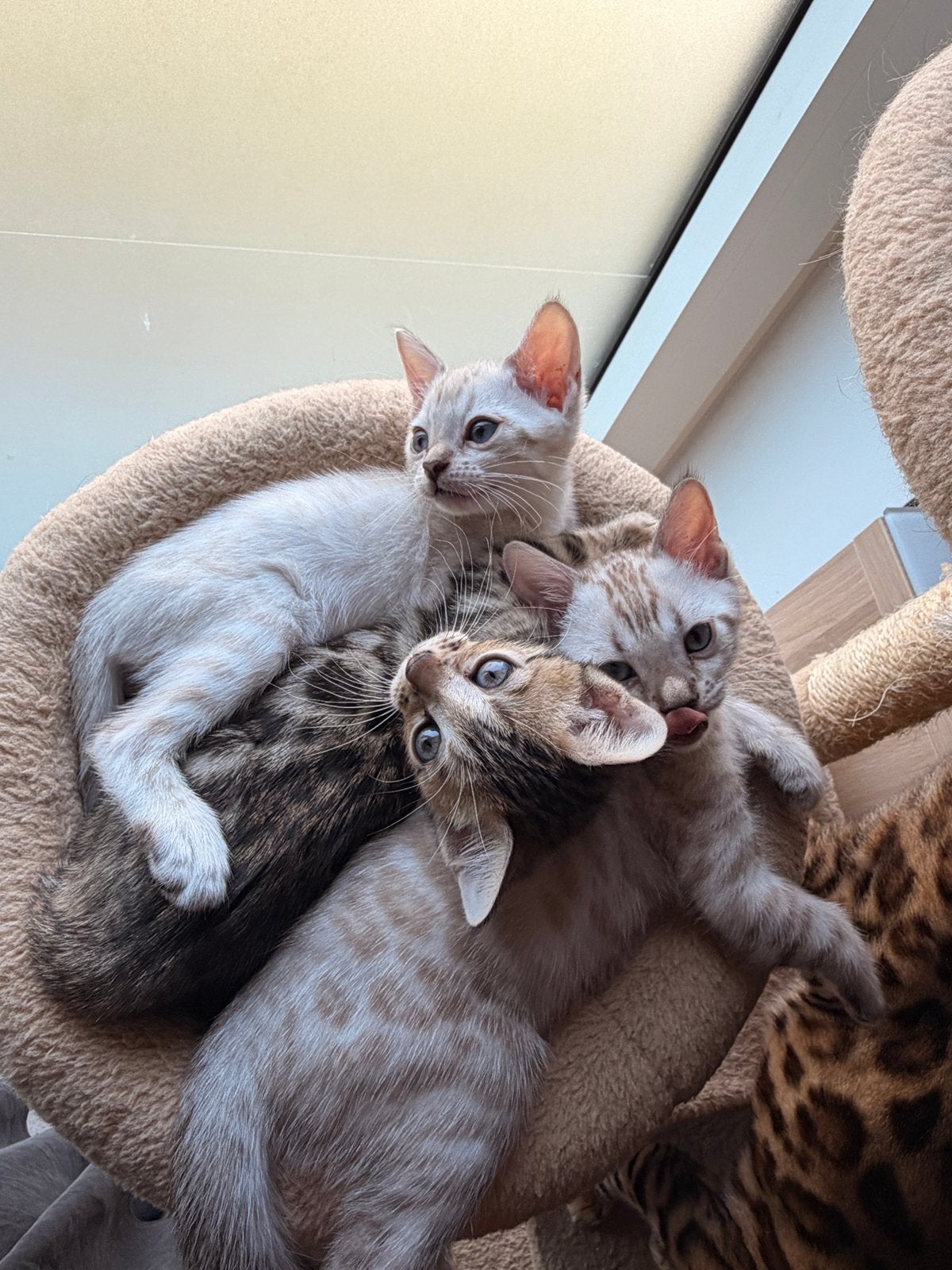 bengaal kittens vrouwtjes, Poes, Gechipt