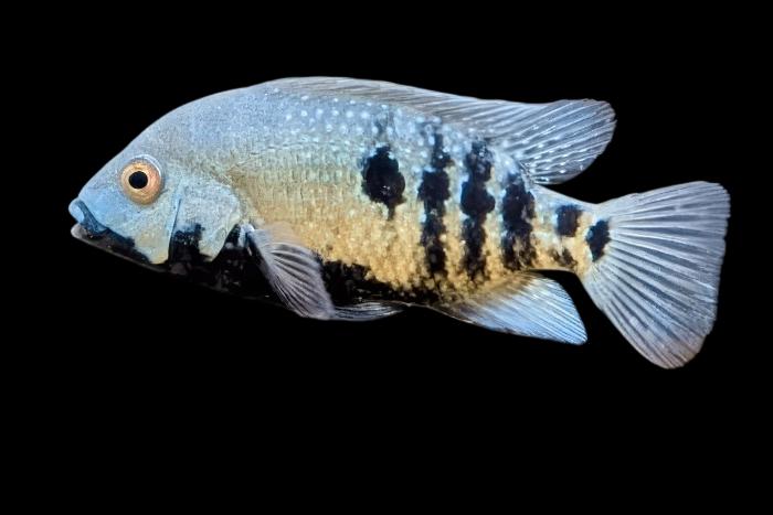 Midden Amerikaanse Cichliden: Herichthys tamasopoensis, Dieren en Toebehoren, Vissen | Aquariumvissen, Vis, Zoetwatervis