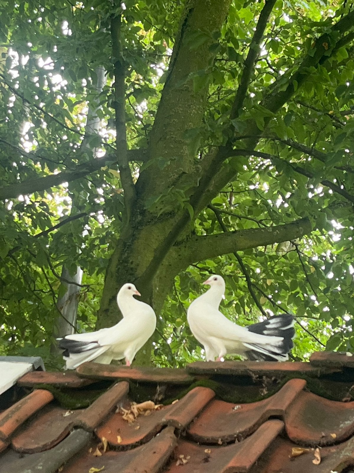 Mooie jonge zwartstaarten ~ pauwstaarten 4 stuks, Meerdere dieren, Postduif