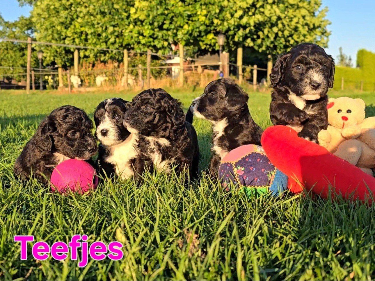 🥰 9 Prachtige Maltipoo pups! Unieke kleuren 🐶, Parvo, Overige rassen, 8 tot 15 weken, Meerdere