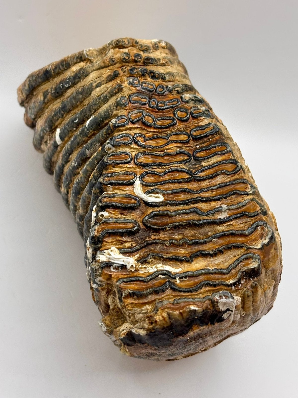 Mammoetkies Noordzee, Verzamelen, Mineralen en Fossielen, Ophalen of Verzenden, Fossiel