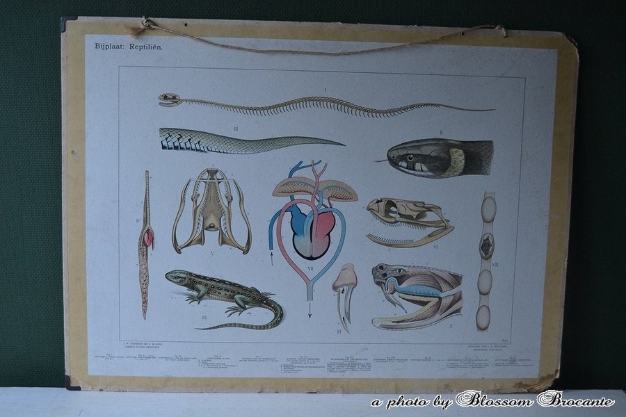 Oude schoolplaat “Reptiliën” BLOSSOM BROCANTE, Ophalen of Verzenden, Natuur en Biologie