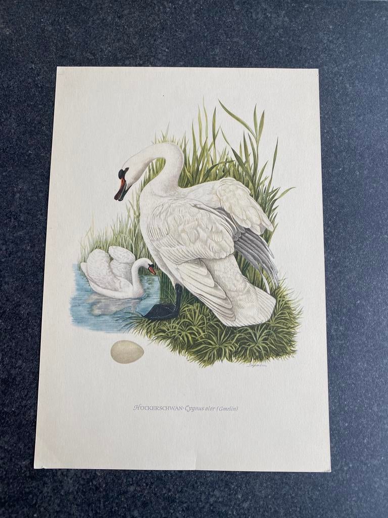 Vele prenten vogels 16,5x24 cm pst 1,25 oa waterral, Ophalen of Verzenden, Natuur en Biologie