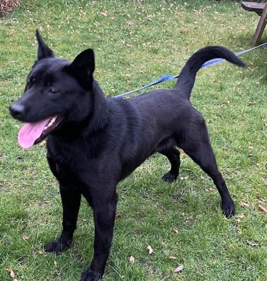 MECHELSE HERDER ZWART KNPV REU, 15 weken tot 1 jaar, Reu, Parvo, Eén hond