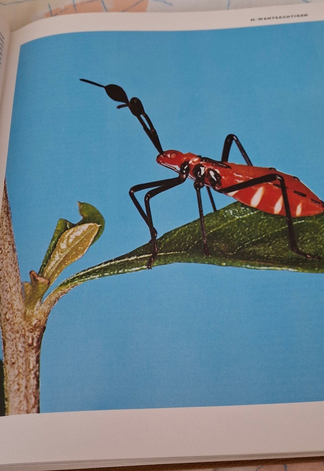 3 × 0WP encyclopedie , medische,  het dierenrijk en algemee, Ophalen, Zo goed als nieuw, Overige onderwerpen, WP